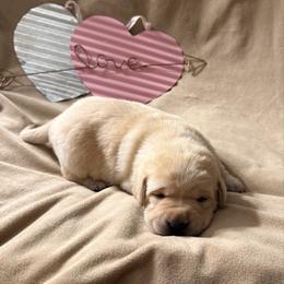 Orange collar - Yellow female Labrador Retriever puppy in Tekonsha, Michigan from Asher Acres Labs