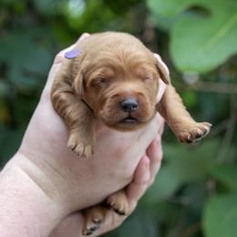 Purple Boy - Dark golden male Golden Retriever puppy in Gonzales, Louisiana from True Grit Golden Retrievers