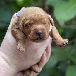 Purple Boy - Dark golden male Golden Retriever puppy in Gonzales, Louisiana from True Grit Golden Retrievers