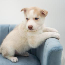 Siberian Husky Puppies from HuskiesWithFinesse