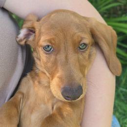 George - Red male Dachshund puppy in Signal Mountain, Washington from Hot Diggity Doxens