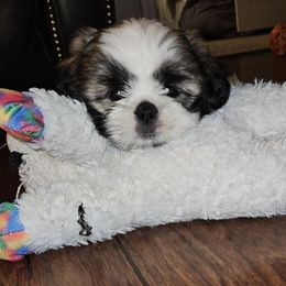 Shih Tzu Puppies from My Precious Paws - Shih Tzu