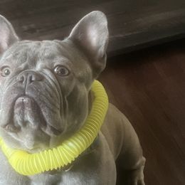 French Bulldogs from Cosofme Frenchies