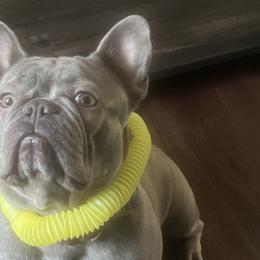 French Bulldogs from Cosofme Frenchies