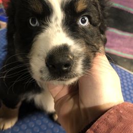 Australian Shepherd Puppies from Wagon Wheel Aussies