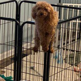 Patricia - Poodle