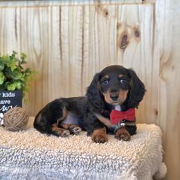 AKC Meet Cooper :) - Black and tan male Dachshund puppy in Centerville, Iowa from Barnyard Dachshunds, Dals & Doodles