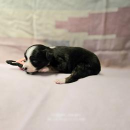 Roxie - Blue tri female Toy Australian Shepherd puppy in Snowflake, Arizona from Halfpint Aussies