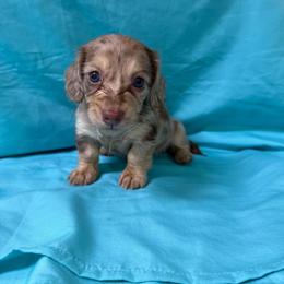 Calypso - Dapple female Dachshund puppy in Longview, Texas from Gee Dogs- Dachshunds and Bernedoodles