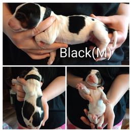 Black - Black white and brown male Basset Hound puppy in Highland, Michigan from Dream Hounds of Michigan