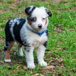 Miniature Australian Shepherd and Toy Australian Shepherd Puppies from Beasley Acres Aussies