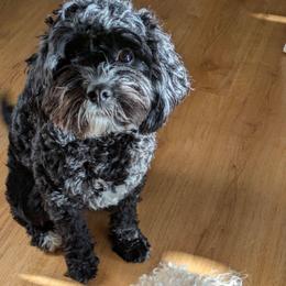 Rosie - Cavapoo