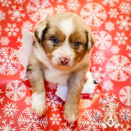 Frank Sinatra - Red merle male Miniature Australian Shepherd puppy in Hearne, Texas from Wigglebutts Unlimited