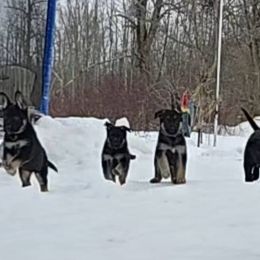 German Shepherds from Karriage Haus Kennels