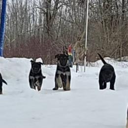 German Shepherds from Karriage Haus Kennels