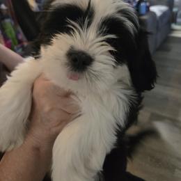 Lhasa Apso All Grown Up from Lhasa Apso
