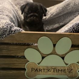 Happy - Black male Pug puppy in Saint Pauls, North Carolina from Copperfield’s Goldens