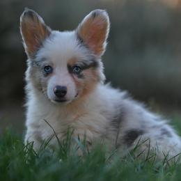 Opal - Blue merle and white female American Corgi puppy in Mariposa, California from Gem Coast Corgis
