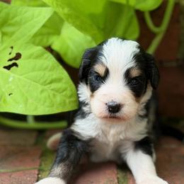 Minnow - Tri-color female Bernedoodle puppy in Russellville, Arkansas from Crossgate Doodles