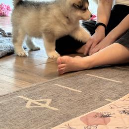 Alaskan Malamute Puppies from Alpenglow Alaskan Malamutes