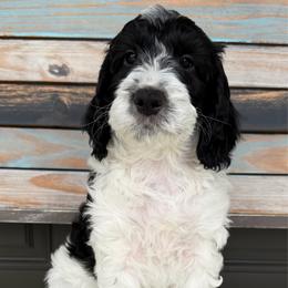 Groovin' - Parti male Goldendoodle puppy in Frostproof, Florida from Lover Dover Doodles