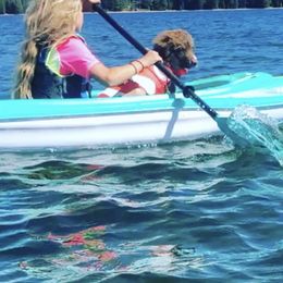 Australian Shepherd Puppies from Trinity Aussies