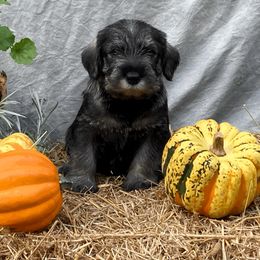 Miniature Schnauzer and Standard Schnauzer Puppies from Shazzam of Oz