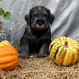 Miniature Schnauzer and Standard Schnauzer Puppies from Shazzam of Oz