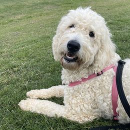 Stella - Goldendoodle