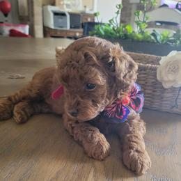 Poodle Puppies from Shawna