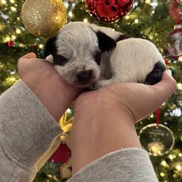 Purple girl - Parti female Miniature Schnauzer puppy in Oneonta, Alabama from Murphree Valley Kennels