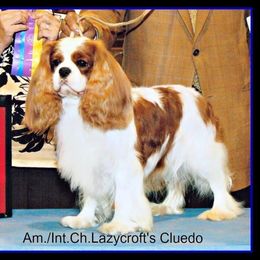 Cavalier King Charles Spaniel Puppies from Castlemar Cavaliers