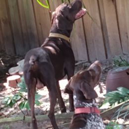 German Shorthaired Pointers from Delightful German Shorthaired Pointers
