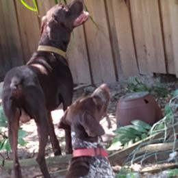 German Shorthaired Pointers from Delightful German Shorthaired Pointers
