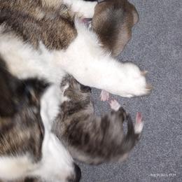 American Corgi and Pembroke Welsh Corgi Puppies from Faery Mount Farm