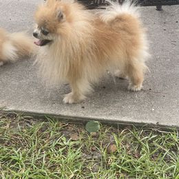 Tyrion Pruden - Pomeranian