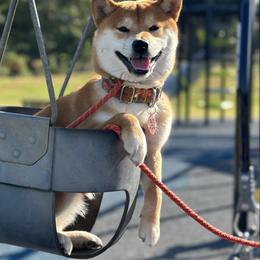 Buzzy - Shiba Inu