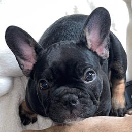 Gizmo - Black and tan male French Bulldog puppy in Kinzers, Pennsylvania from Ashley's French Bulldogs