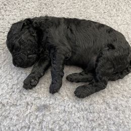 Poodle Puppies from The Rad Poodles