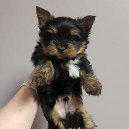 Ollie - Black and tan male Yorkshire Terrier puppy in Dallas, North Carolina from Mandy's Miracles