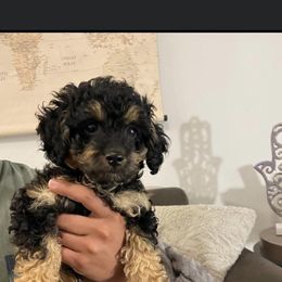 Poodle Puppies from Emmino Poodles