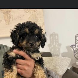 Poodle Puppies from Emmino Poodles