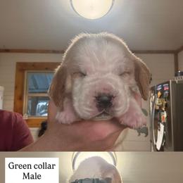 Green collar - Red and white male Basset Hound puppy in Kenansville, Florida from Fancy Hounds