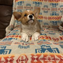 Reef - Red male Pembroke Welsh Corgi puppy in Maupin, Oregon from Bailey Nannini