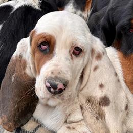 Basset Hound Puppies from Hill Top Basset Hounds & Great Pyrenees