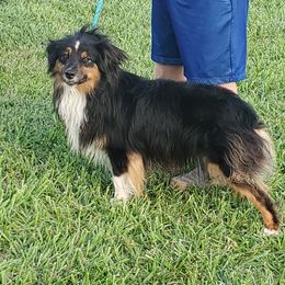 Diesel - Miniature Australian Shepherd