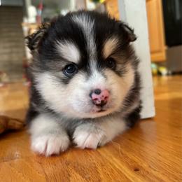 Apollo - Black and white male Pomsky puppy in Fuquay Varina, North Carolina from Raleigh Mini Pomskies