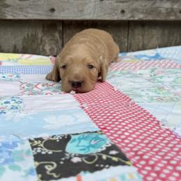 Lily - Cream female Dachshund puppy in Squires, Missouri from Hudson’s Hounds