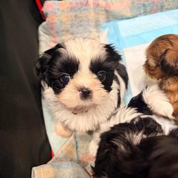 Malorie - Black and white female Shih Tzu puppy in Hemet, California from Aloha Shih Tzu