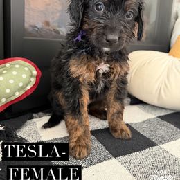 Girl 2 - female Bernedoodle puppy in Apple Valley, California from Doodle Dealers